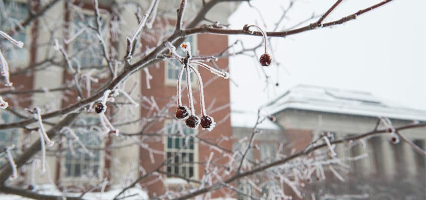 Winter tree berries frozen in front of Old Main