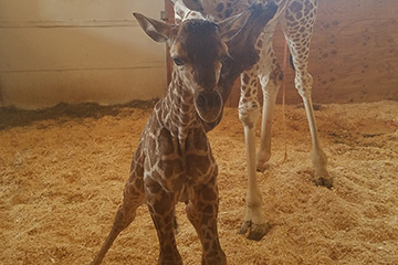 April the Giraffe Shares Cortland Connection