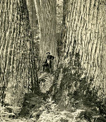 Saving the American Chestnut is Topic