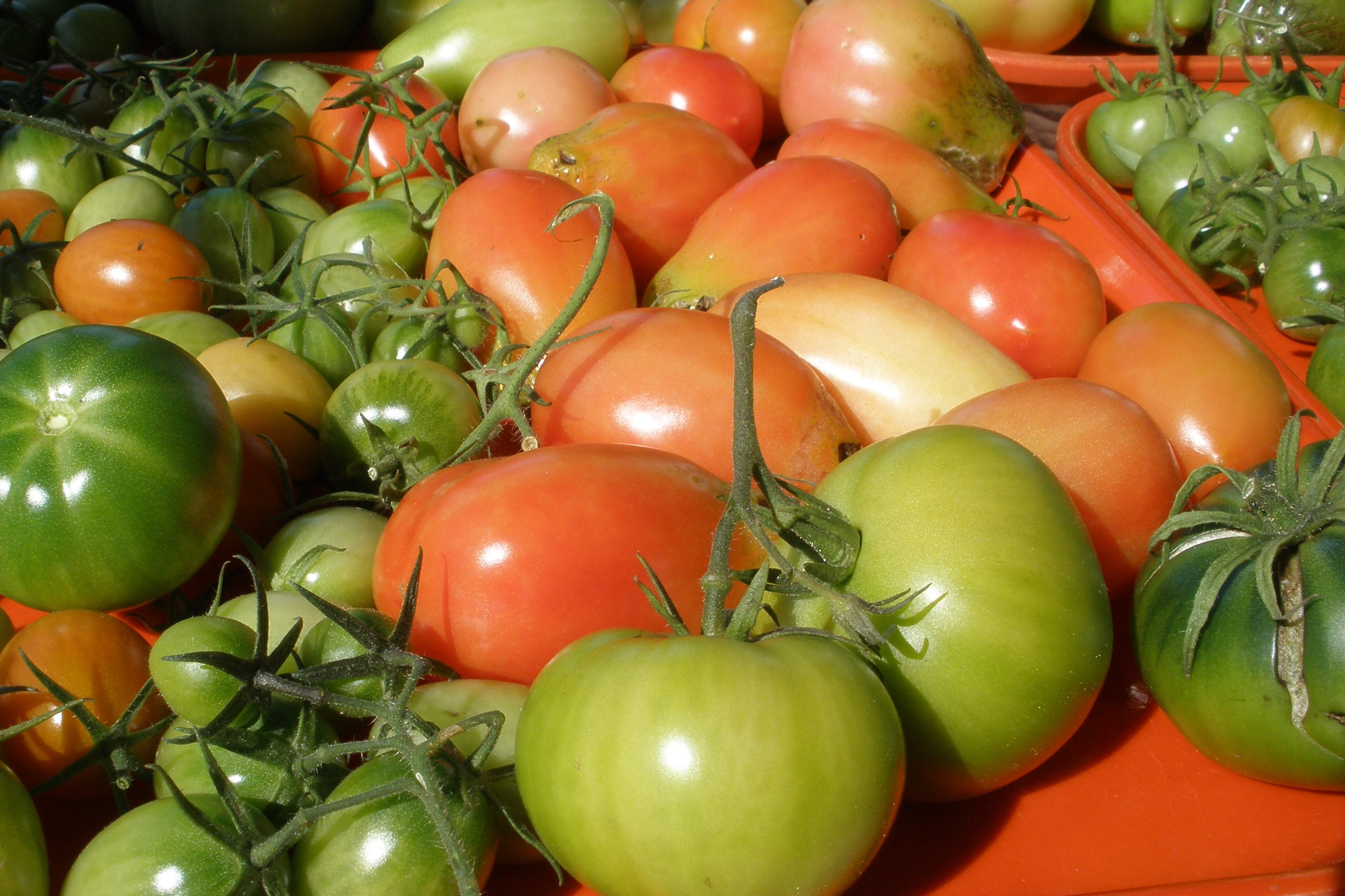 Tomatoes_WEB.jpg