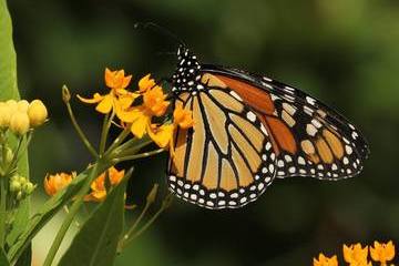 Broyles monarch 360240.jpg