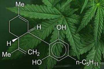 Cannabis 360240.jpg