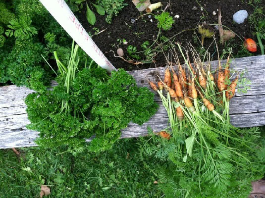 Fresh carrots pulled from the garden