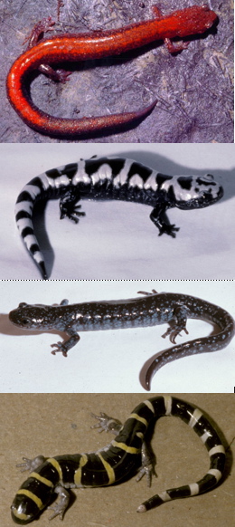samples from the world of herps