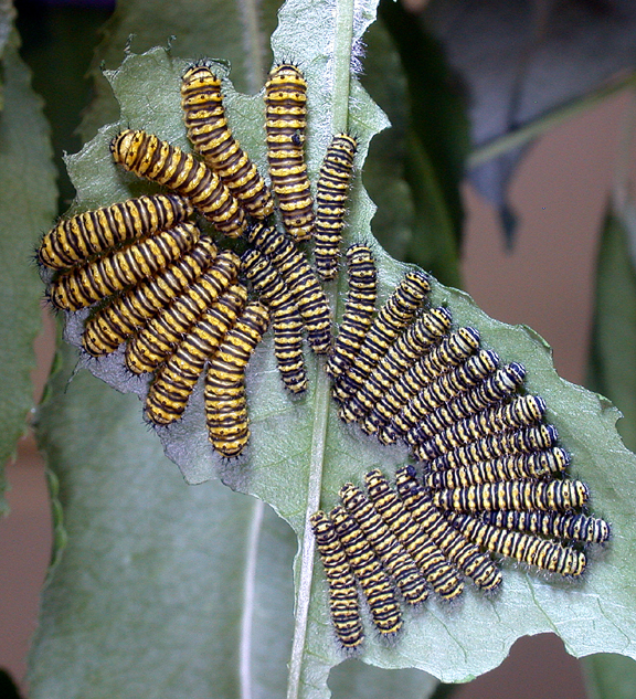 Caterpillar Group