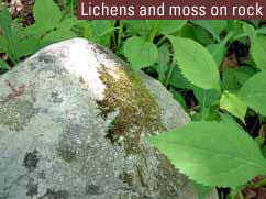 Lichens and moss on rock