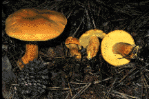Boletus aurantiosplendens