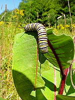 Photo of monarch caterpillar