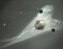 Fused tadpoles
