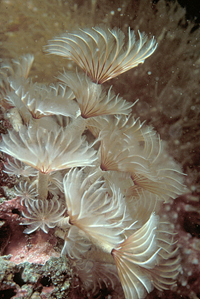 Photo of Tube Worms