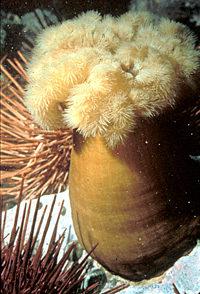 Photo of Sea Anemone