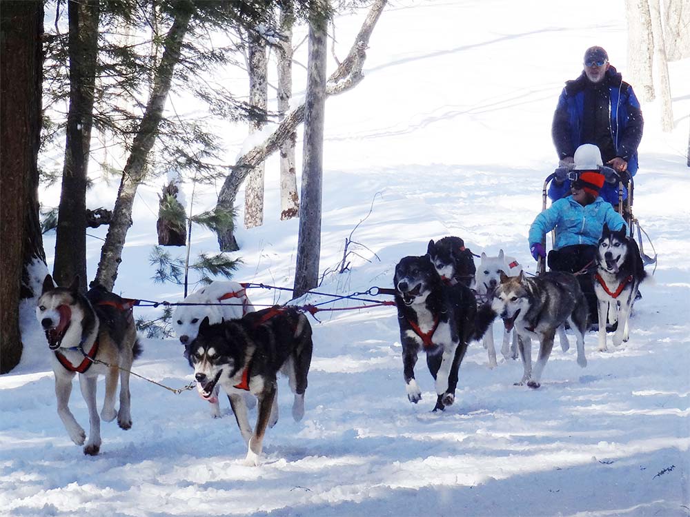 Dog sled in action