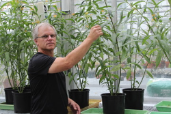 $1 Million Grant for Milkweed Study May Produce Medical Benefits