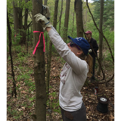 Cortland student Emily Ammons sets up a deer fence at Buttermilk Falls near Ithaca, N.Y.