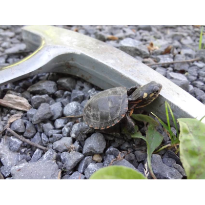 Baby turtle (hammer for scale)