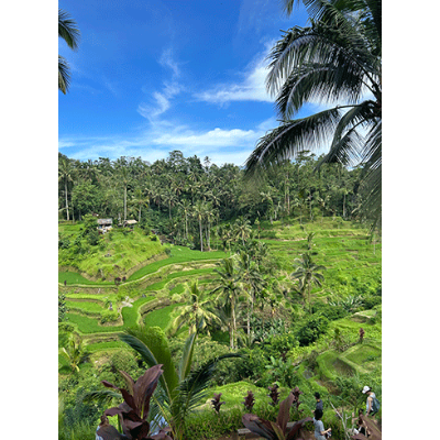 Honorable mention Stella Thayer Bali Rice Fields Bali, Indonesia