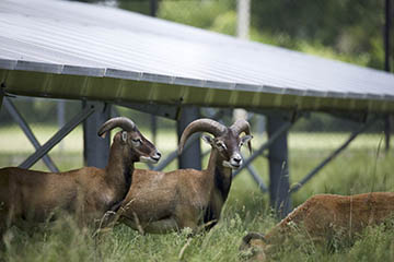Sheep tend Cortland’s flock of solar panels