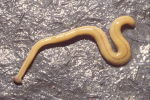 Professor gives straight talk on toxic flatworms 