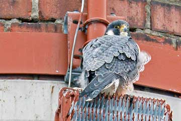 Alado: un halcón peregrino levanta vuelo en SUNY Cortland