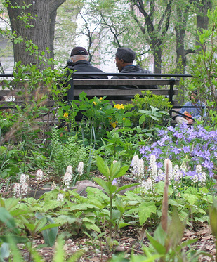 Roundtable Addresses Native Plants in Landscape