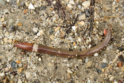 Faculty, Students to Study Invasive Jumping Worms