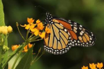 SUNY Cortland Graduate Student Leads Milkweed Planting