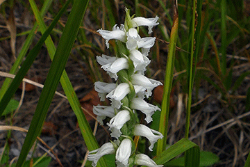 SUNY Cortland botanist discovers new orchid species
