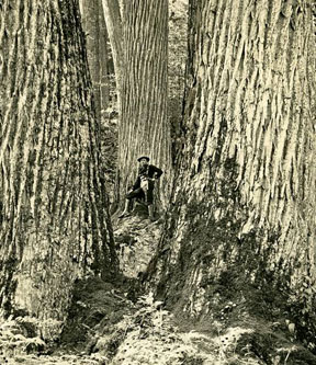 Saving the American Chestnut is Topic
