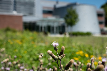 SUNY Cortland Recognized Nationally for Sustainability