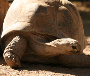 Professor to Discuss Giant Tortoise Conservation
