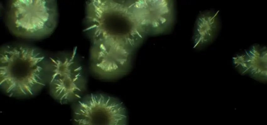 A close-up image of bright yellow crystals on black background. Crystals vary in morphology.