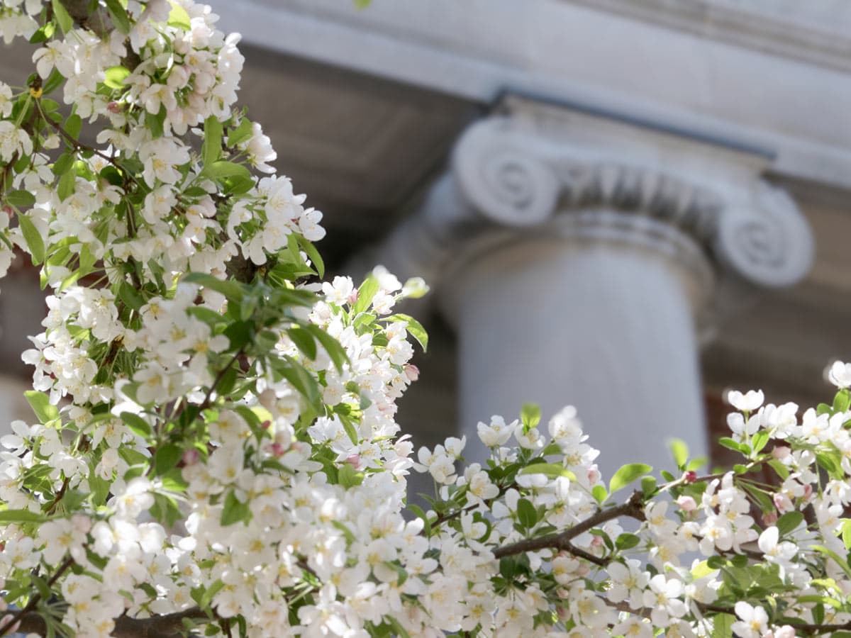 Cherry blossoms in from of an Old Main column