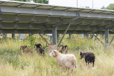 Capture-moment-sheep-graze.jpg