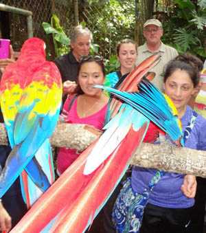 Belize_Macaws_WEB.jpg