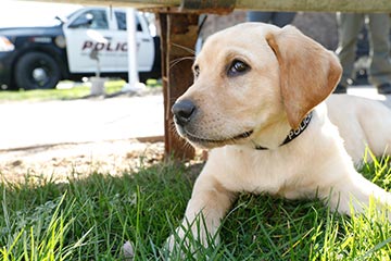 Campus police add therapy dog to roster 
