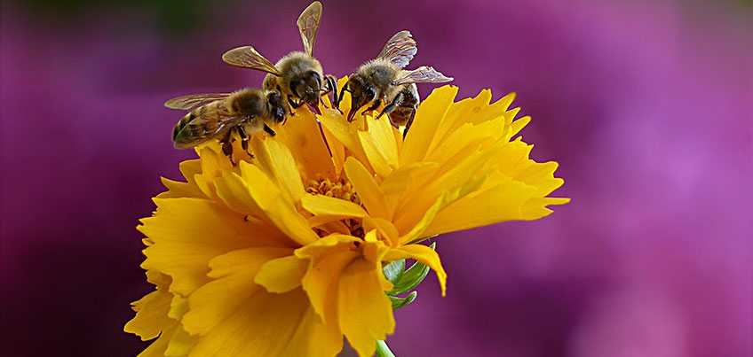 Bee Campus Banner