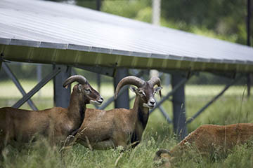 Sized 20220627NY-Cortland-sheep-solar-D00061.jpg