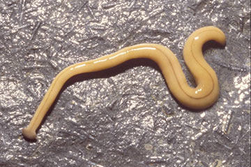 Professor gives straight talk on toxic flatworms 