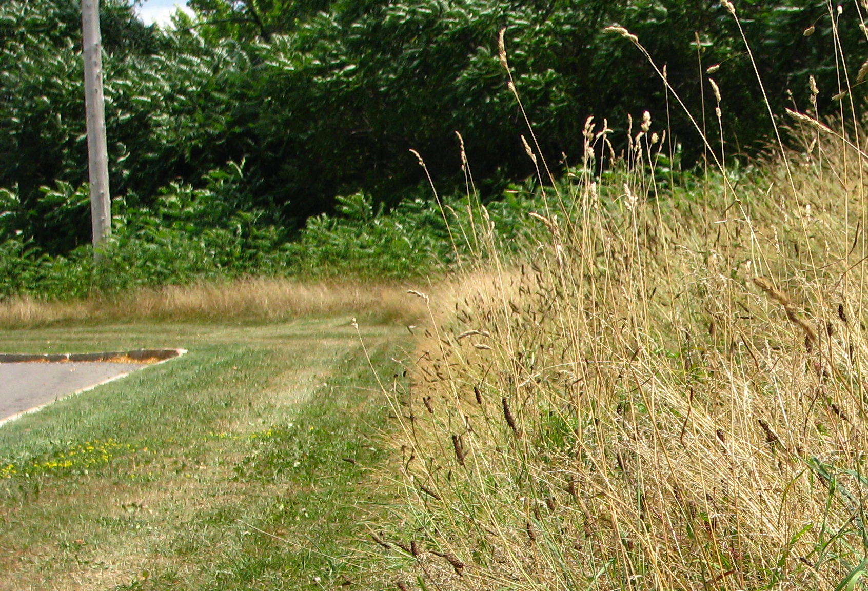 cropped_grass.jpg