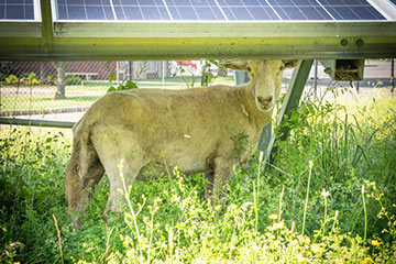 Being ewes-ful: sheep assist with solar power