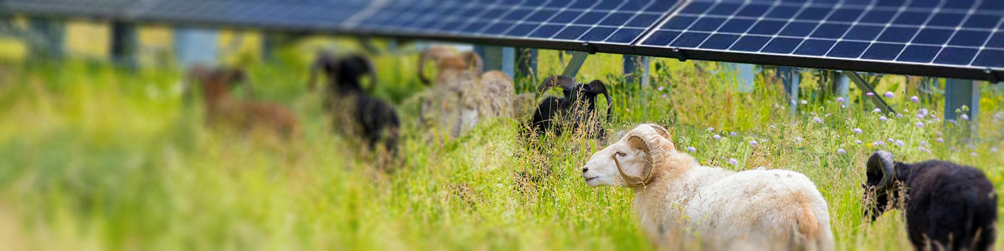 Sheep grazing around the solar panels
