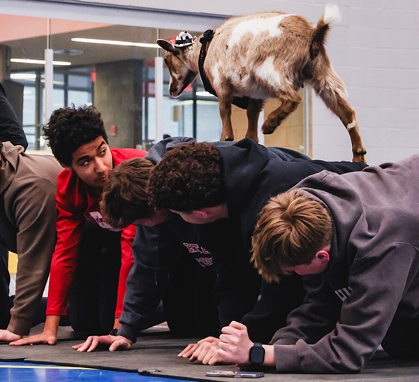 Goat-Yoga-A.jpg