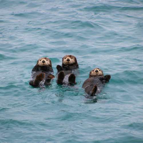 Three otters swimming together in a body of water