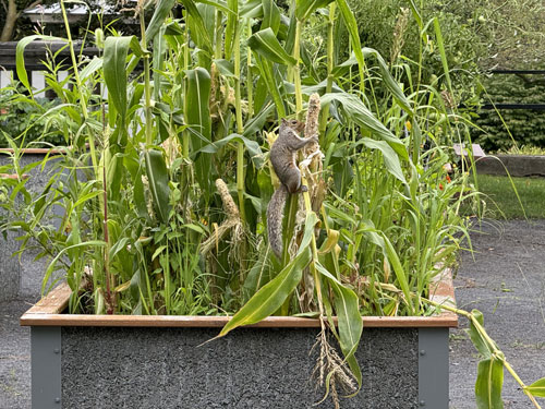 Squirrel climbing on a corn stalk in garden bed