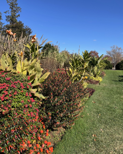 Colorful landscaped garden with flowering plants and leafy shrubs along a grassy lawn under a clear blue sky.