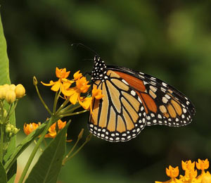 Monarch butterfly on milkweed plant