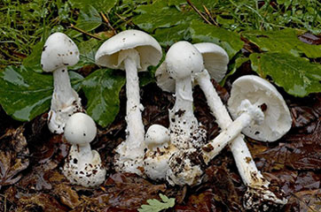 Mycology Professor Thwarts Destroying Angel - SUNY Cortland