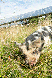 pig in solar field