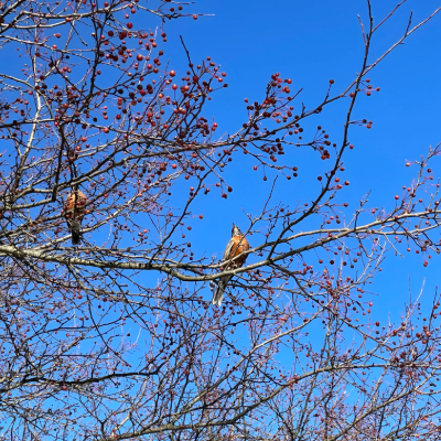 Birds in a tree, photo taken by Fiona Joss