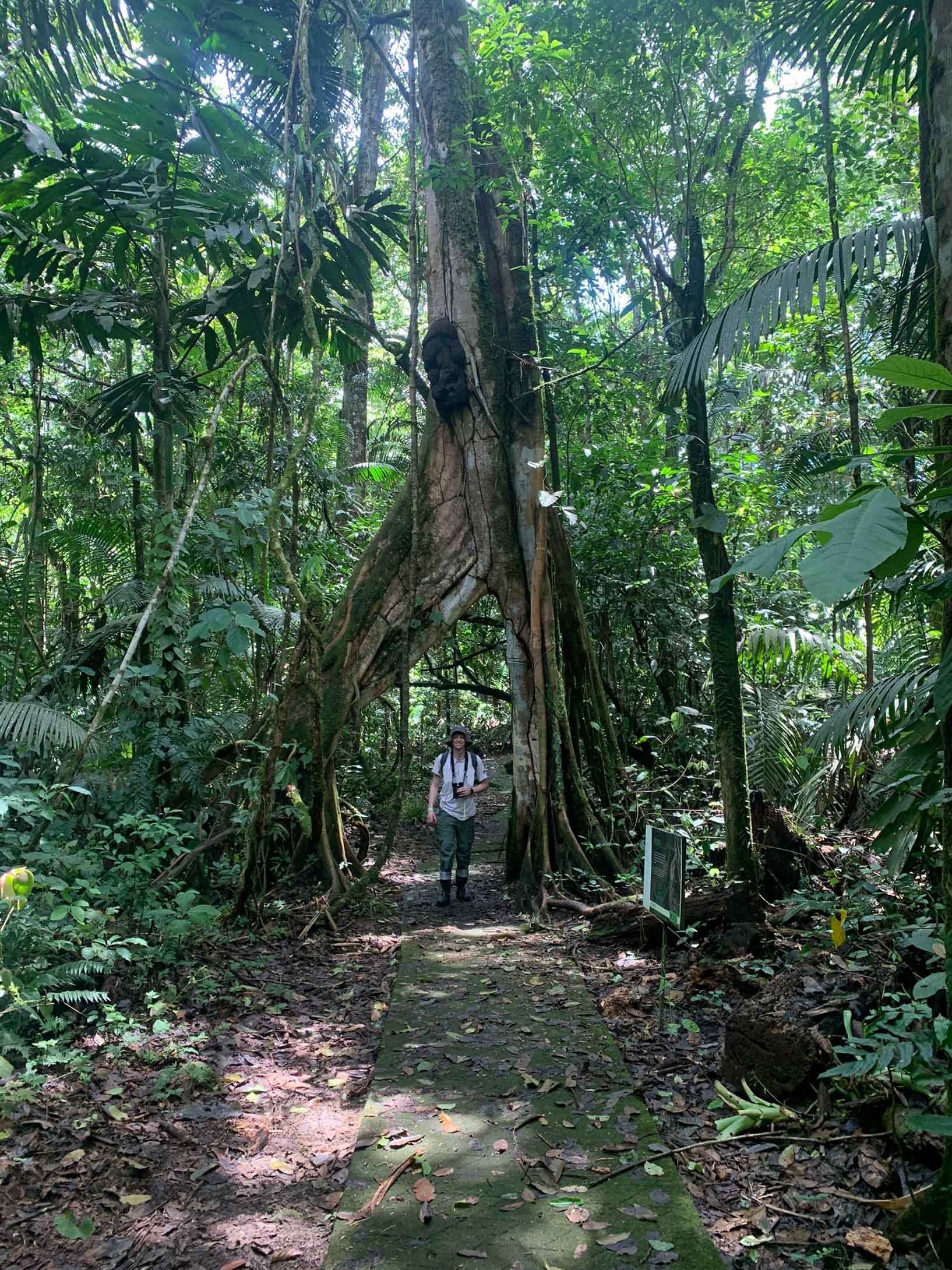 Student pictured under a giant tree in Costa Rica